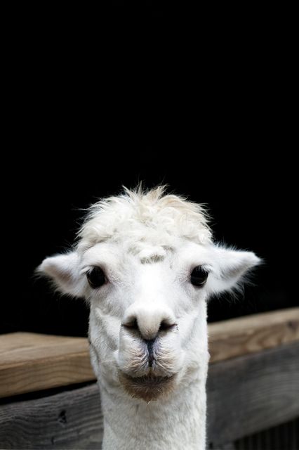 Close-up of an adorable white alpaca showing a curious expression. This image is perfect for use in illustrations, farm-related content, children's educational materials, and websites or blogs about animals and wildlife.