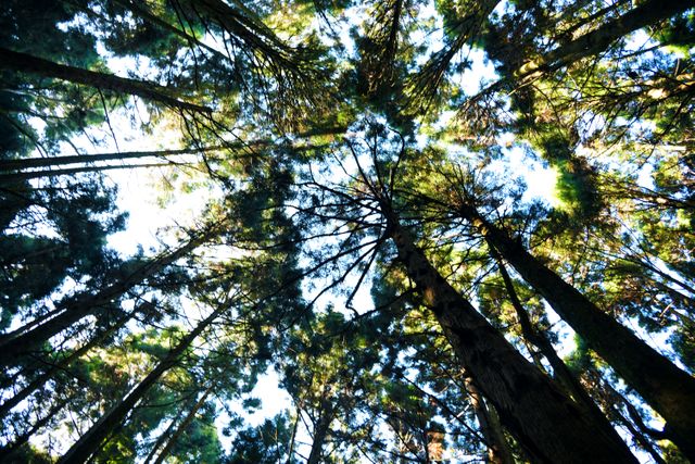 View of tall forest trees from beneath with clear sky above. This image evokes a sense of nature's grandeur and tranquility, perfect for promoting environmental awareness, relaxation, or outdoor activities. It can be used in presentations, blogs, or advertisements related to nature conservation, travel, and leisure.