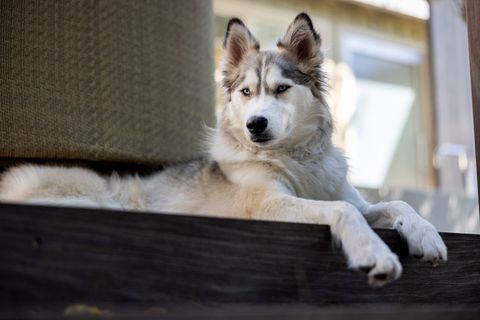 Siberian husky relaxing attentively at home