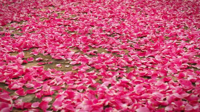 This beautiful photo of pink rose petals scattered over the ground is perfect for backgrounds, celebrations, weddings, and romantic themes. Ideal for website banners, greeting cards, and event promotions.