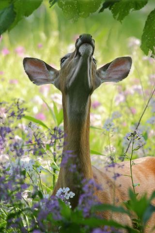 Doe Reaching Up Through Wildflower Meadow Beneath Lush Green Leaves Spring Serenity
