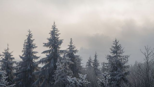 Frosted spruce trees framing layered treeline in misty winter forest