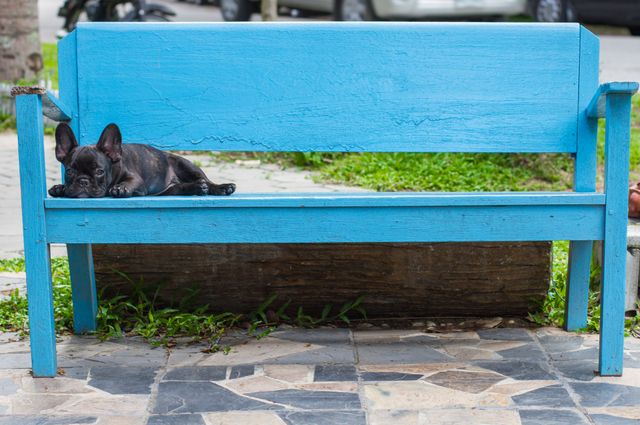 French Bulldog Puppy Resting on Blue Bench in Park - Download Free Stock Images Pikwizard.com