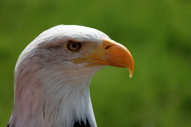 Close-Up of Bald Eagle's Head with Sharp Beak - Download Free Stock Photos Pikwizard.com