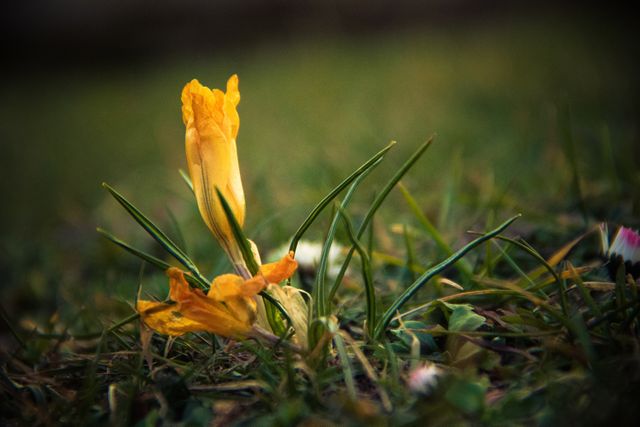 Close-Up of Yellow Spring Flower Blooming in Grass - Download Free Stock Photos Pikwizard.com