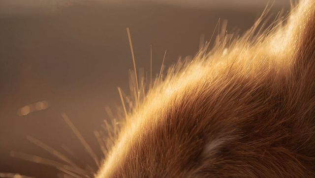 Golden backlit cat fur close-up showing whiskers and fine guard hairs macro texture