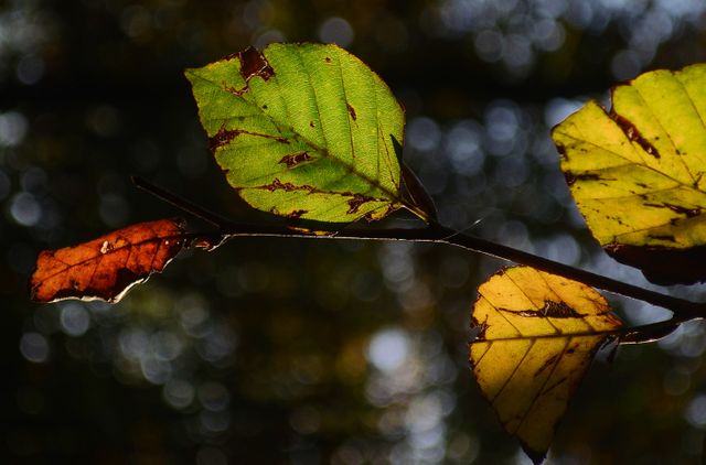 Close-up of Autumn Leaves with Sunlight in Background - Download Free Stock Photos Pikwizard.com