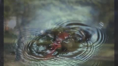 Vibrant Reflections Creating Ripple Patterns in Tranquil Water