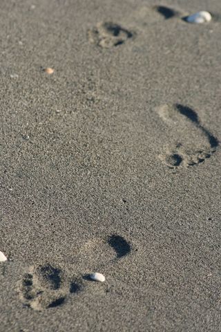 Solitary Footprints Walking Across Wet Sand with Scattered Shells for Coastal Concept
