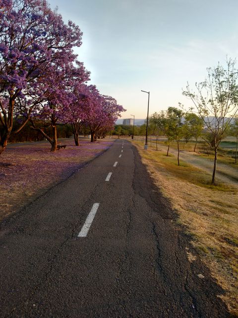 A tranquil road flanked by blossoming jacaranda trees in spring, casting a purple hue over the scene. This is a perfect image for travel blogs, nature-themed articles, websites promoting scenic routes, brochures for parks, and outdoor recreational activities. The calm and serene atmosphere can depict concepts such as peacefulness, relaxation, and connecting with nature.