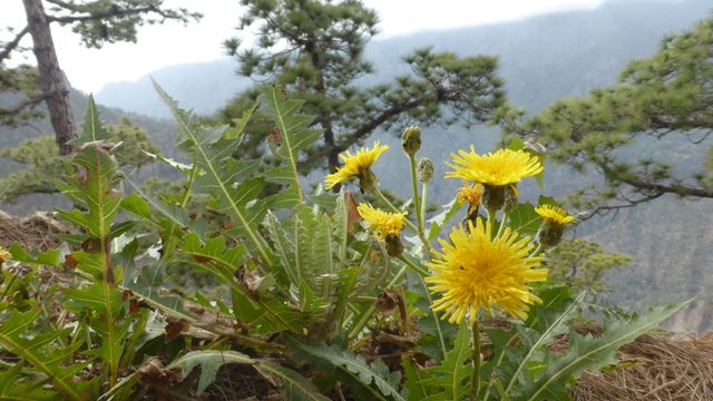 Wild dandelions growing in a lush mountain landscape, surrounded by tall pine trees and distant misty mountains. This nature scene is perfect for use in travel websites, outdoor adventure blogs, environmental campaigns, and botanical studies. Ideal for promoting hiking, nature conservation, and serene wilderness getaways.