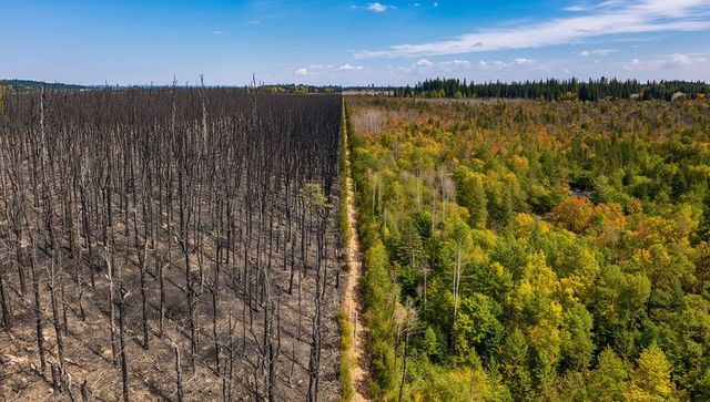 Contrasting forest aftermath: burned tree scar dividing lush woodland aerial