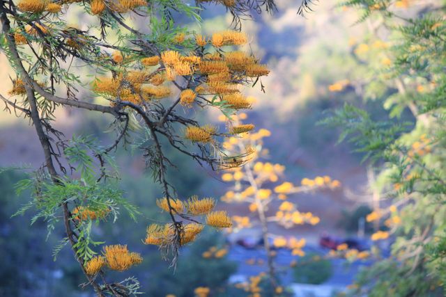 Close-up of Yellow Flowers on Tree Branch in Forest - Download Free Stock Photos Pikwizard.com