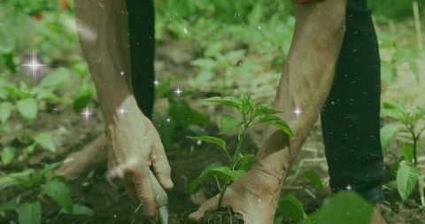 Gardener Planting Seedlings with Bare Hands in Organic Garden