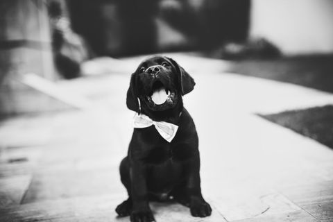 Adorable black labrador puppy with bows photos tie outdoors