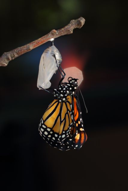 Monarch butterfly emerging from chrysalis on a branch shows the beginning of transformation and renewal in nature. Useful for education, biology, life cycles topics, environmental and inspirational concepts. Ideal for nature documentaries, educational materials, and presentations on transformation or biodiversity.