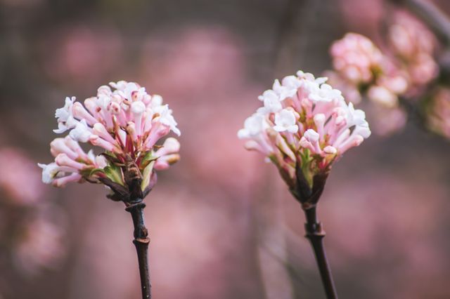 This image depicts a pair of pink blossoms captured in a close-up view, highlighting their delicate petals and vivid colors. Ideal for use in gardening blogs, floral-themed content, seasonal greetings, or as decorative art for nature-loving audiences.