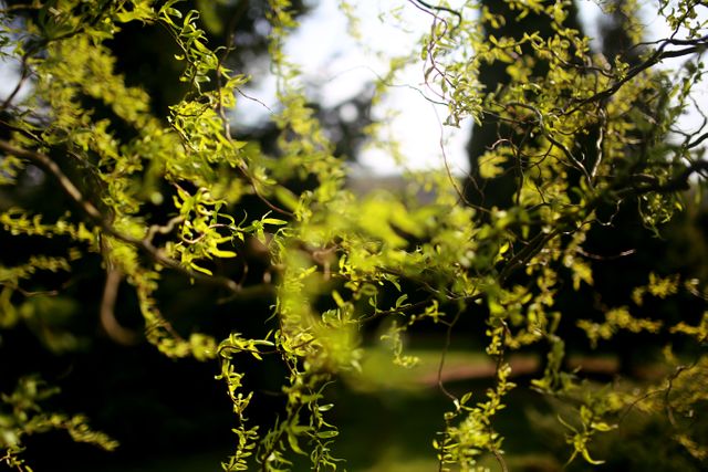 Close-up view shows fresh green branches and leaves illuminated by sunlight, providing a beautiful depiction of nature's vibrancy. Ideal for nature blogs, gardening websites, environmental campaigns, or wellness advertisements.