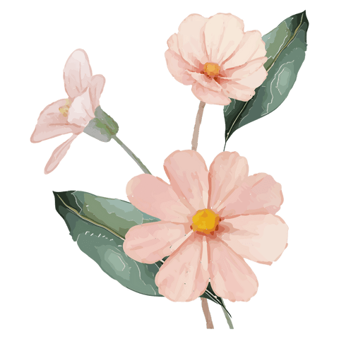 Transparent pale pink daisy gouache with gold centers handpainted leaves botanical cutout