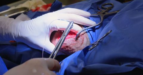 Veterinary surgeon performing surgery on dog in operating room