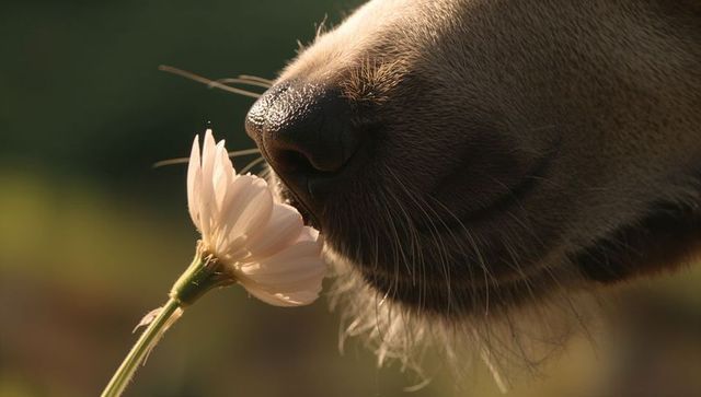 Curious dog snout sniffing pale daisy closeup showing wet nose whiskers and gentle muzzle