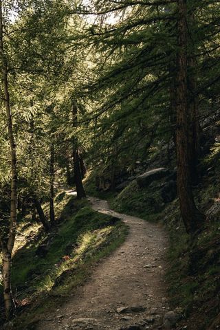 Sunlit forest path in lush green woods