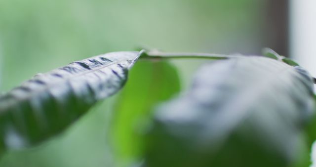Close up of big green leaves moving on blurred background. Nature, leaves and plants concept.