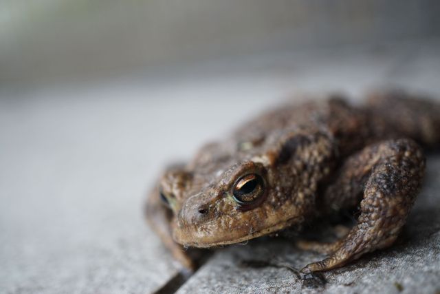 Close-up of Brown Toad with Detailed Skin Texture - Download Free Stock Photos Pikwizard.com