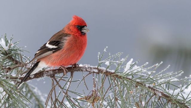 Close-up crimson finch perching on snowy pine branch, winter bird on frosted evergreen