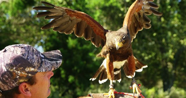 Falconer training Harris's Hawk in nature setting - Download Free Stock Images Pikwizard.com