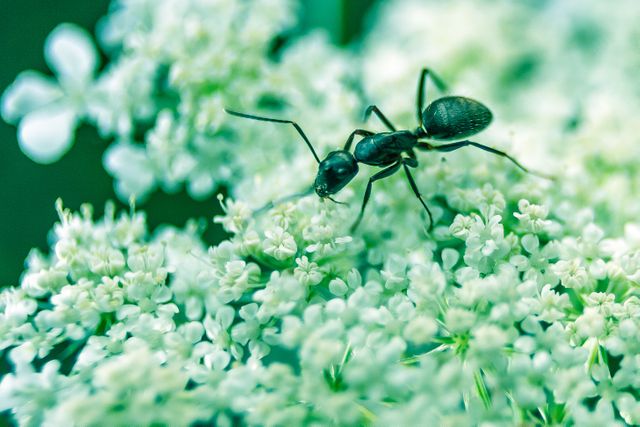 Macro Shot of Ant on White Flower Blossoms - Download Free Stock Photos Pikwizard.com