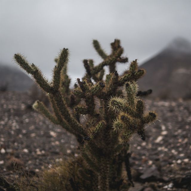 Cactus growing in rocky desert environment with an overcast sky, perfect for illustrating concepts of ruggedness, resilience, and survival in harsh conditions. Useful for content on nature explorations, desert ecosystems, and adventurous outdoor activities.