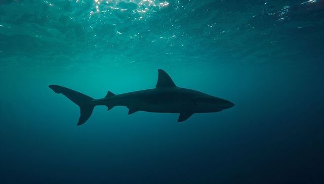 Solitary shark gliding beneath sunlit ocean surface in deep teal silhouette