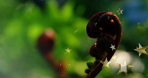 Coiled Fern Fiddlehead Catching Dew and Sunlight with Golden Star Bokeh