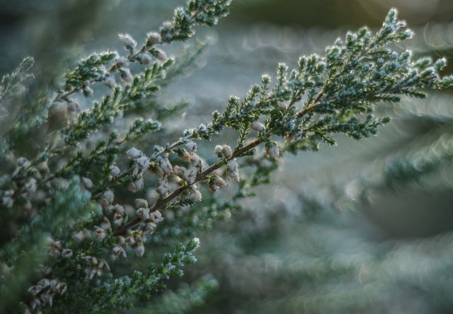Close-Up of Snow-Covered Evergreen Branch in Winter - Download Free Stock Photos Pikwizard.com
