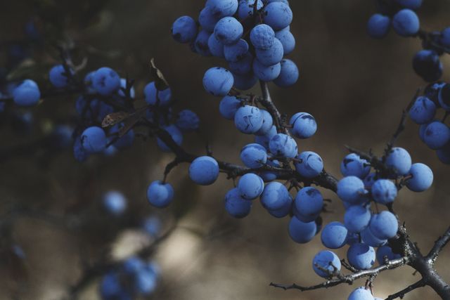 The image shows a close-up of blue berries growing on a branch. The berries have a rich blue color with hints of natural texture. This image can be used for articles or blog posts about nature, outdoor adventures, botany, the beauty of wild fruits, or for educational purposes related to plant species. It is ideal for enhancing designs that aim to promote natural products, healthy living, or organic foods.