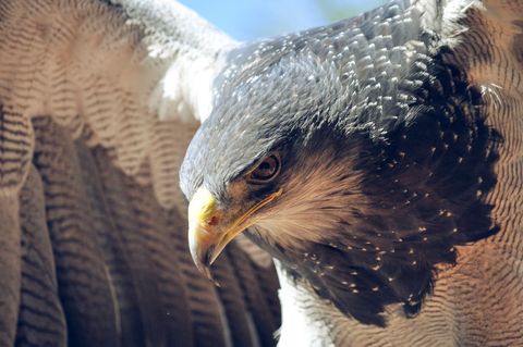 Close-Up of a Majestic Eagle with Swooping Wings