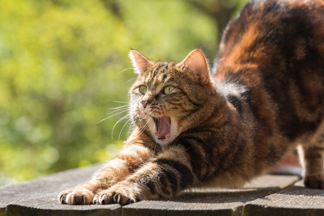 Tabby cat with distinctive markings is yawning and stretching on a wooden deck bathed in sunlight. Green foliage in the background adds a natural, summer feel. Ideal for pet care blogs, relaxation and wellness articles, or summer outdoor promotions.