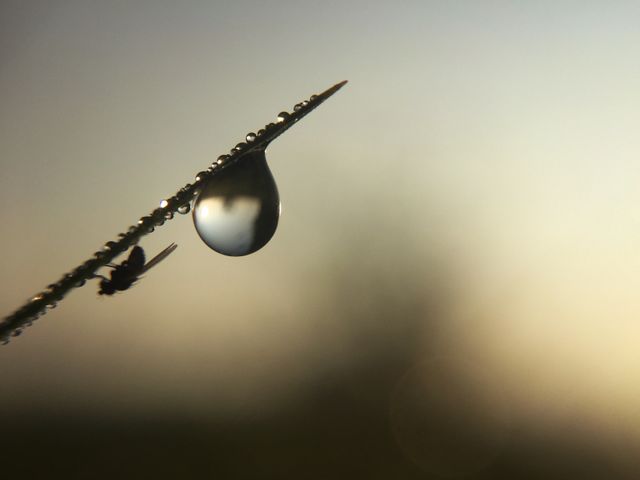 Dew drop hanging from a blade of grass with a tiny insect nearby, captured at sunrise. Ideal for use in nature-themed projects, serene outdoor settings, or in promoting tranquility and calmness. Suitable for backgrounds, environmental awareness campaigns, and nature conservation topics.