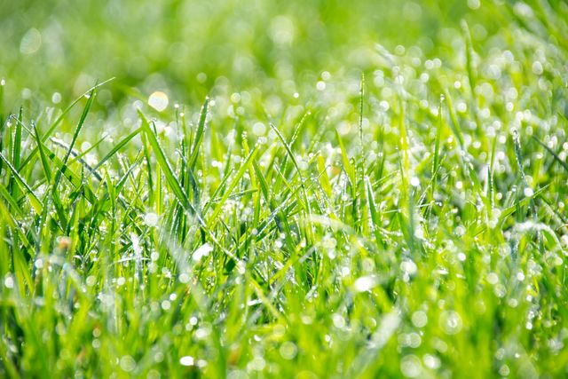 Dew-covered grass glistening in morning sunlight with a close-up, giving a fresh, vibrant feel. Perfect for use in nature-themed projects, background images, gardening content, wellness and vitality promotions, or eco-friendly marketing materials.