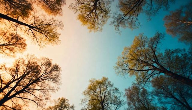 Sunrise canopy framing tall trees reaching inward overhead radial forest view