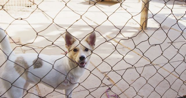 Portrait of white and brown dog standing behind fence in dog shelter. Animals, support and temporary home, unaltered.