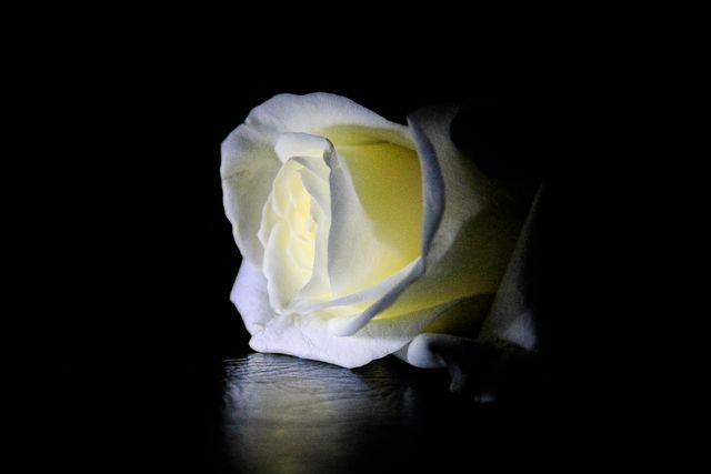 Close-up view of a single white rose illuminated in darkness, creating an elegant and romantic atmosphere. The soft light enhances the delicate petals, highlighting the striking contrast and natural beauty. Ideal for use in art, romance-themed designs, minimalist posters, peaceful prints, website backgrounds, and serene decor projects.