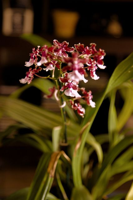 Beautiful Oncidium orchid with purple flowers in full bloom. The plant's green leaves provide a vibrant contrast to the delicate blossoms. Perfect for articles or ads related to gardening, botany, exotic plants, or indoor decoration ideas. Suitable for websites that offer gardening tips, plant care guides, or promote house plant sales.
