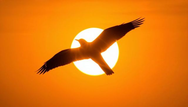 Seabird gliding across sun at sunset silhouette golden halo sky minimalist freedom flight