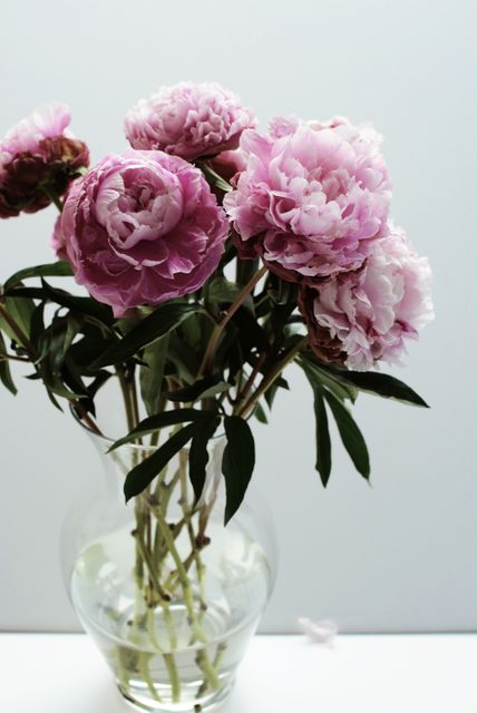Pink Peonies in Clear Glass Vase Against White Background - Download Free Stock Photos Pikwizard.com