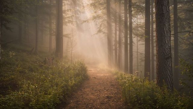 Sunlight streaming through misty conifer forest along winding dirt trail at golden hour
