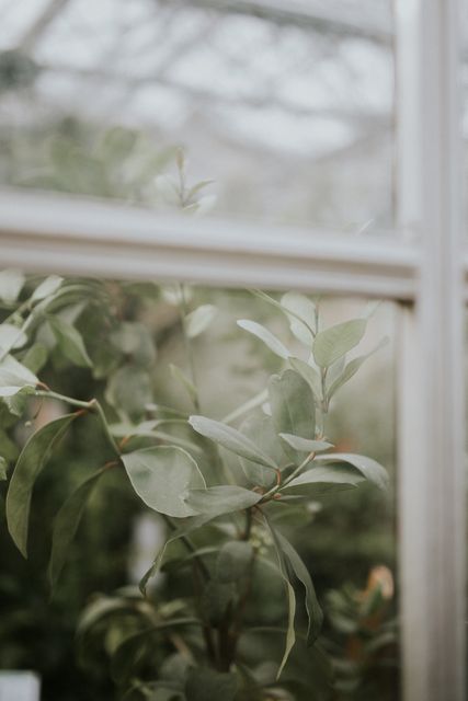 A close-up view of a plant with green leaves is seen through a glass window on a foggy day. This calm and serene scene could be used for backgrounds, promoting indoor gardening, or illustrating articles about home decor and plant care.