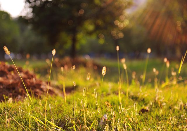 Morning Sunlight in Meadow with Wild Grass - Download Free Stock Photos Pikwizard.com