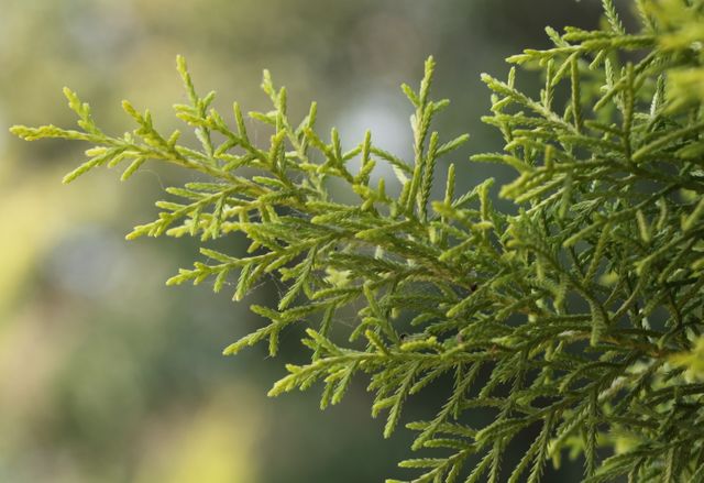 Close-up of a green evergreen branch, illuminated by natural sunlight with a bokeh effect in the background. Ideal for use in nature blogs, environmental projects, landscape designs, garden-related websites or botanical studies.